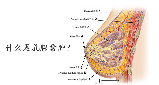 引发乳腺囊肿的原因是什么